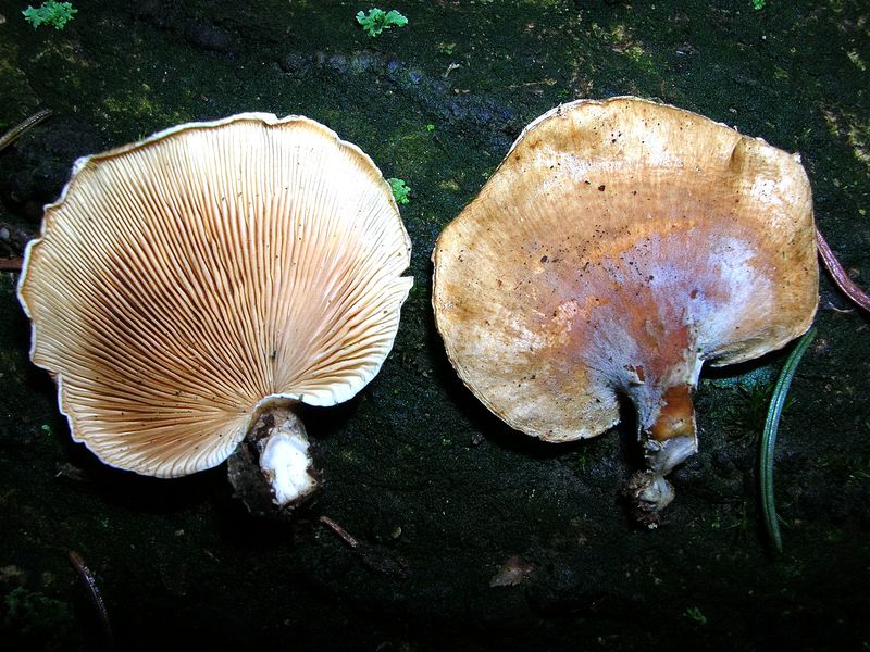 Panellus patellaris     (Fr.)      Konrad & Maubl